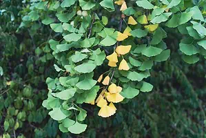 Bai Dao Ginkgo Biloba